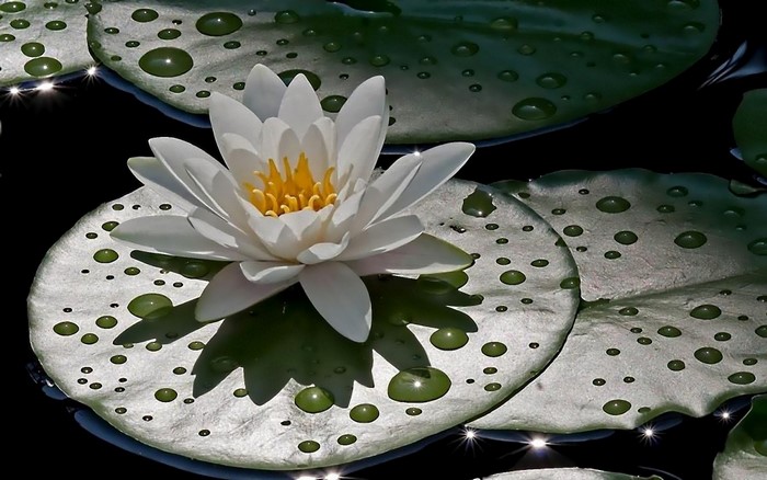 White Water Lily on Green Lily Pad with Water Droplets