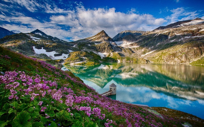Mountain lake with purple flowers and snow-capped peaks