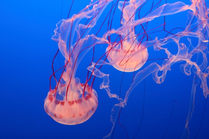 Two pink jellyfish with red tentacles in blue water