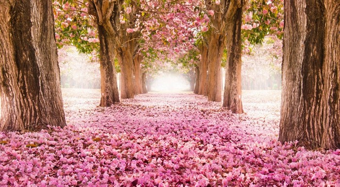 A pathway lined with trees in bloom and covered in pink petals