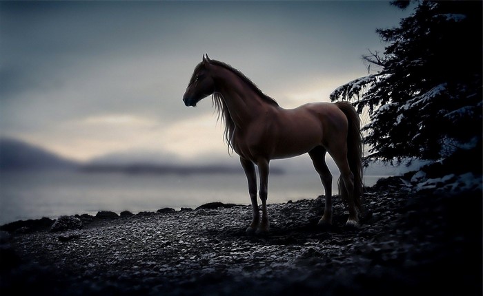 Brown horse standing on a rocky shore near a snow-covered tree