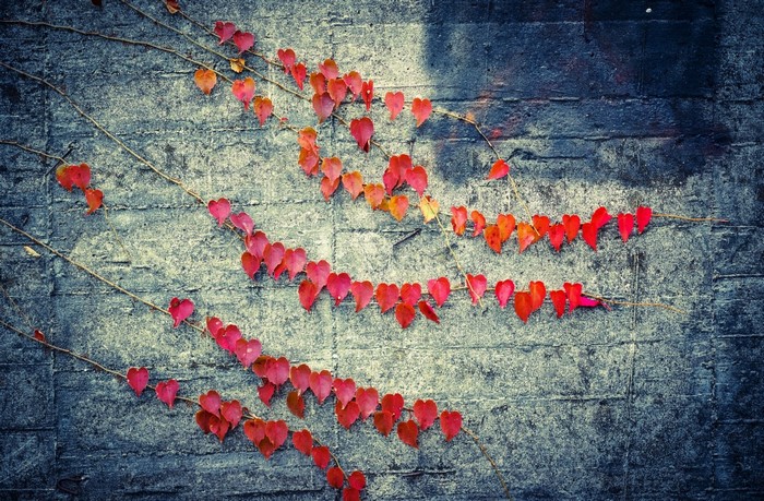 Red heart-shaped leaves on a textured concrete wall