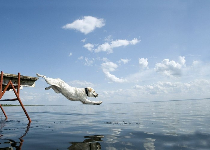 Dog jumping off a dock into a lake