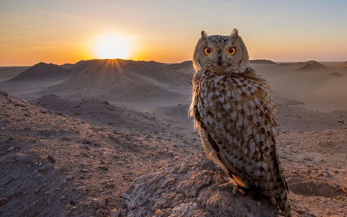 Owl perched on rocks at sunset in desert