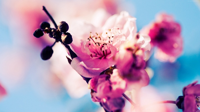 Pink Cherry Blossoms on a Branch 4K