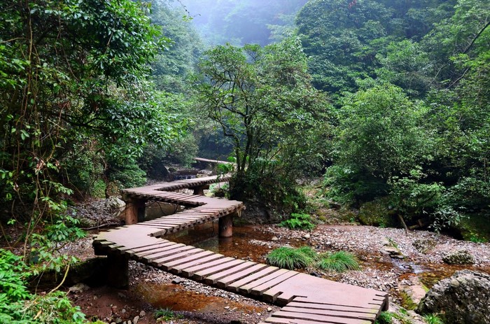 Wooden boardwalk winding through a misty forest with a stream