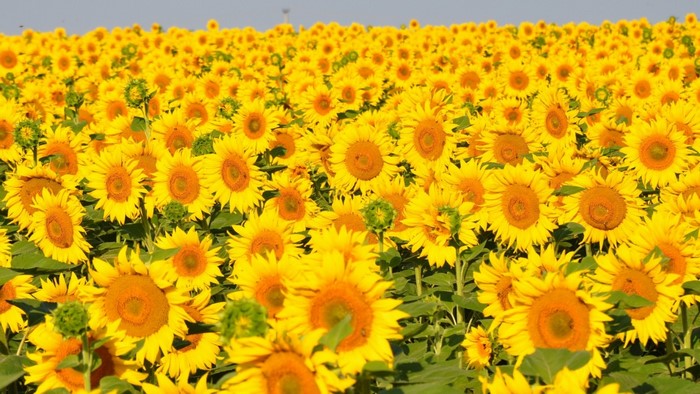 Vibrant Sunflower Field Under Clear Blue Sky