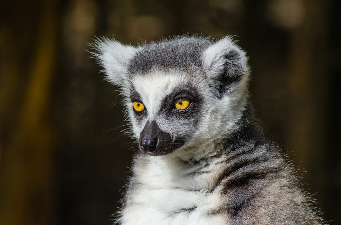 Close up of a Ring-tailed Lemur's face