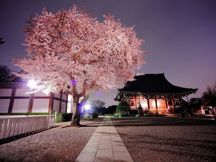Cherry blossoms at night in front of a Japanese temple
