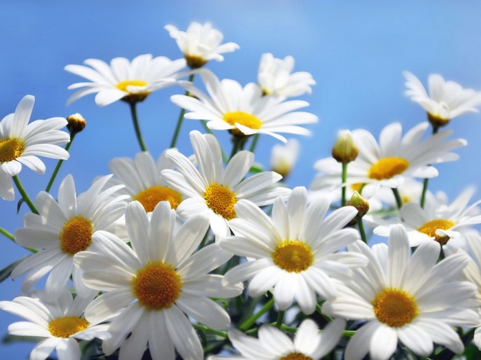 Bright White Daisies Under Clear Blue Sky