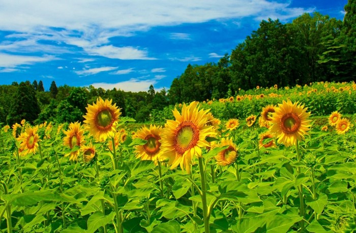 Field of sunflowers under a blue sky with clouds