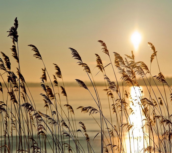 Reeds silhouetted against the setting sun over water