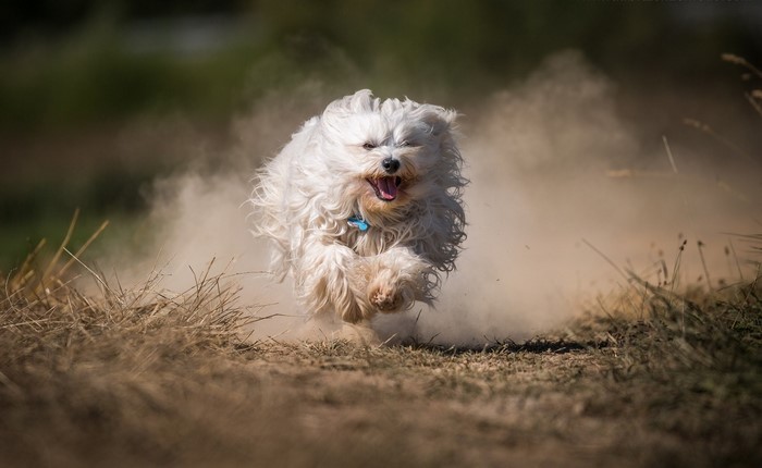 A fluffy white dog running through dust