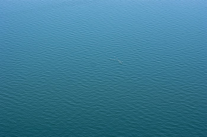 A flock of birds on the surface of the blue ocean