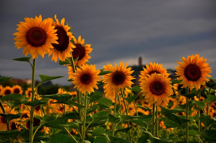 Field of sunflowers under a cloudy sky