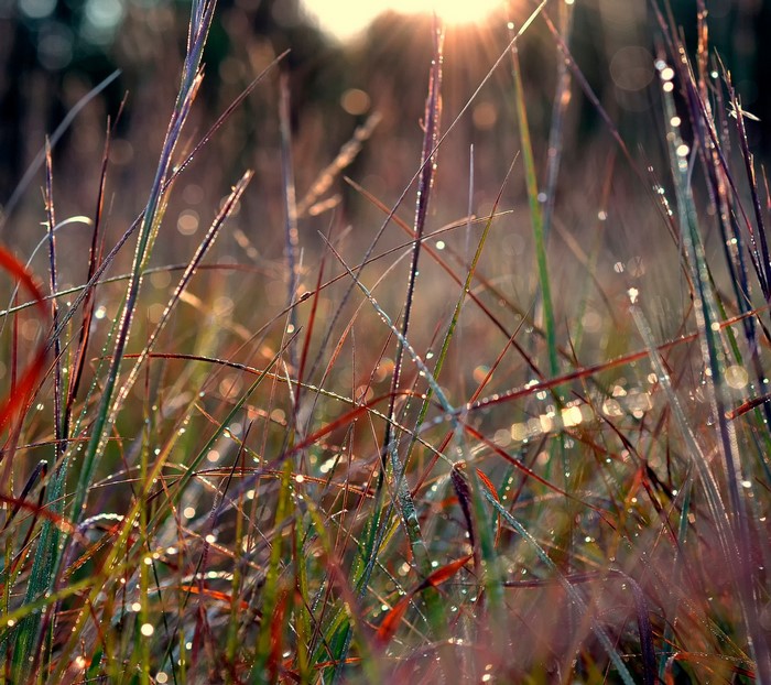 Sunlight on wet grass in a forest