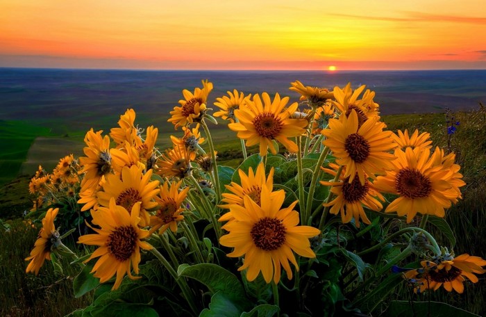 Sunflowers at sunset over rolling hills