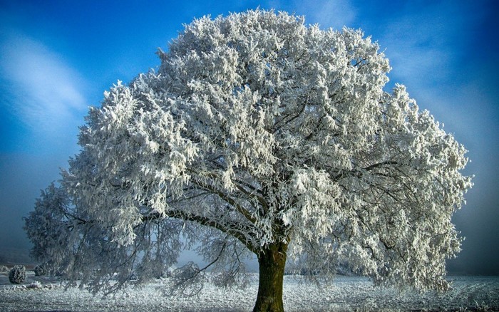 A large tree covered in frost against a bright blue sky