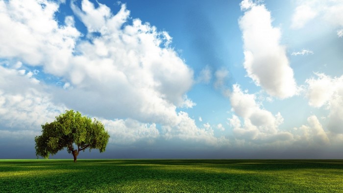 A lone tree in a green field under a cloudy sky