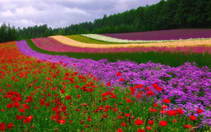 Colorful flower fields with a forest in the background