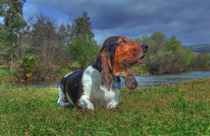 Basset Hound dog by a river
