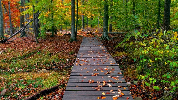 Wooden walkway through an autumn forest with fallen leaves