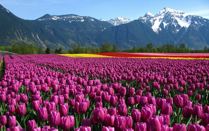 Field of purple tulips with mountains in the background