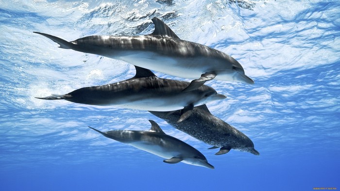 Four dolphins swimming underwater in blue ocean