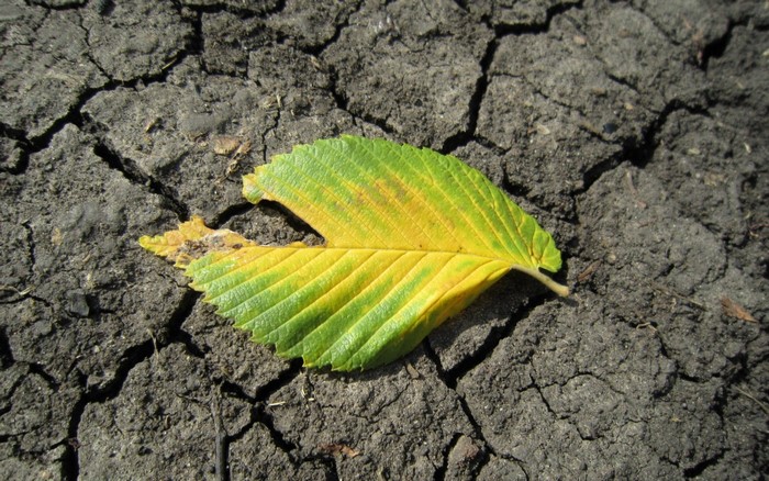 A single leaf with green and yellow colors on cracked dry soil