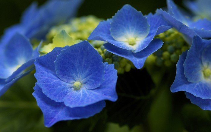 Close-up of blue hydrangea flowers with yellow centers