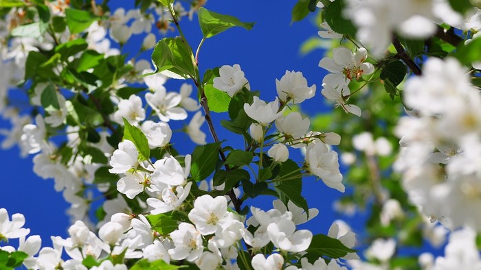 White apple blossoms against a bright blue sky