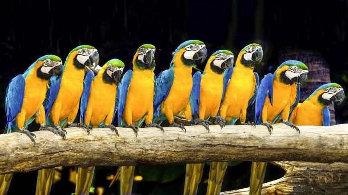 A row of blue and yellow macaws perched on a branch