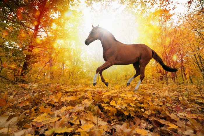 Brown horse running through an autumn forest with fallen leaves
