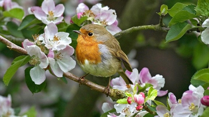 Robin bird perched on a blooming apple tree branch