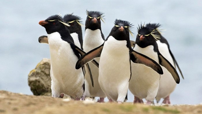 A group of rockhopper penguins on a rocky shore