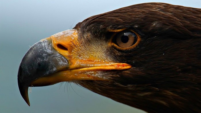 Close up of a brown eagle's head and beak