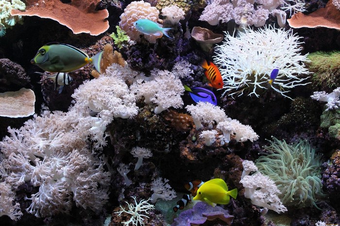 Colorful coral reef with various fish species