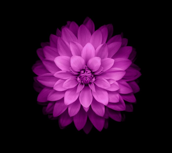 Purple dahlia flower with black background