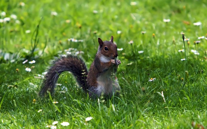 Squirrel eating grass in a field with flowers