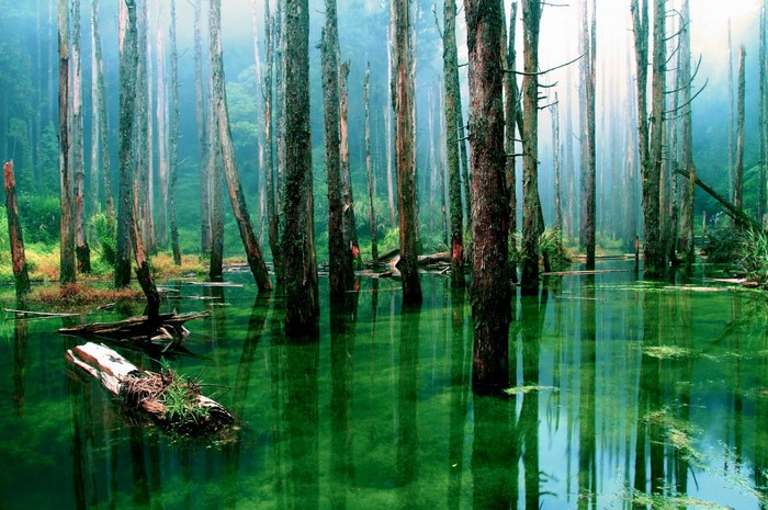 Misty forest with trees submerged in green water