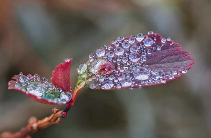 Close-up of a red leaf with dew drops