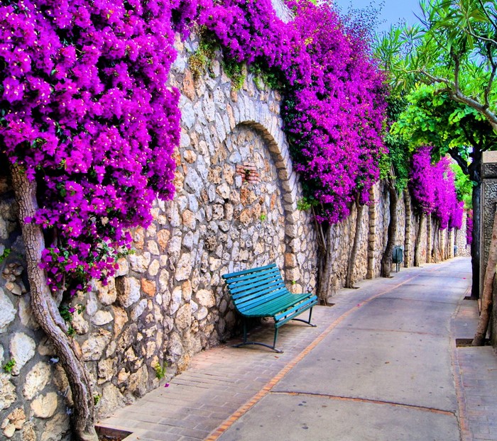 Stone wall with purple bougainvillea and a green bench