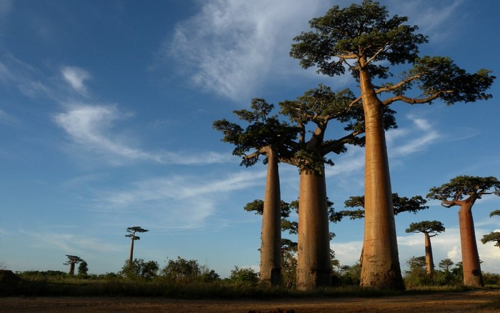 Baobab trees in a savanna landscape under a blue sky