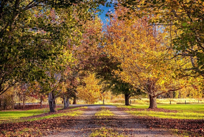 Autumn trees lining a dirt road with fallen leaves