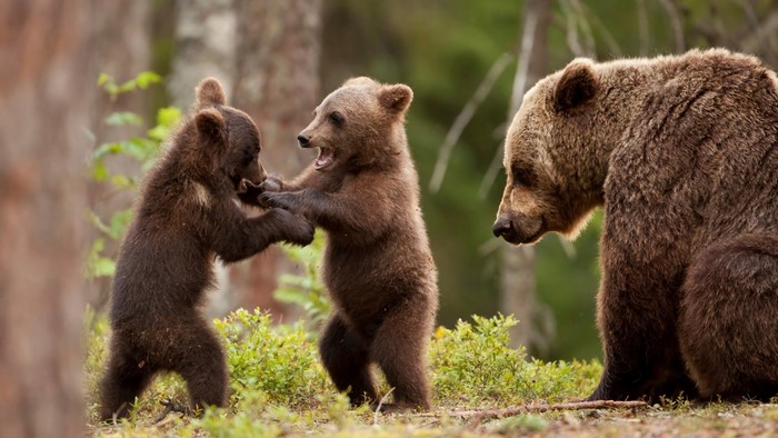 Two bear cubs play-fighting while a mother bear watches