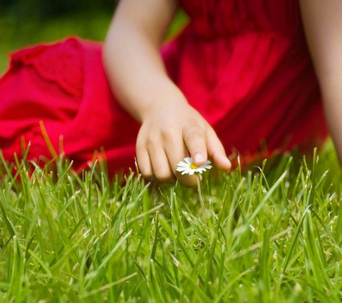 Child in red dress picking a daisy in grass