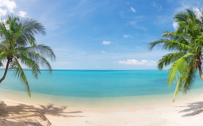 Tropical beach with palm trees and turquoise ocean