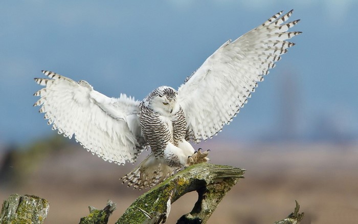 Snowy owl landing on a branch