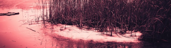 Reeds in shallow water with ice and reflections