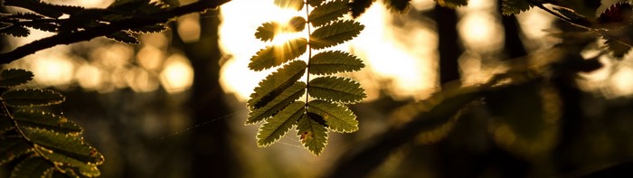 Sunlight filtering through green leaves in a forest